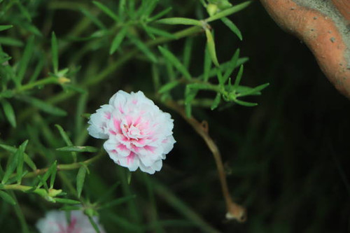 A closeup shot of beautiful Portulaca grandiflora flowers growing in a garden.jpg