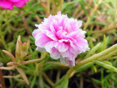 a photography of a pink flower in a garden with green leaves..jpg