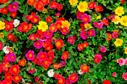 Background and texture of colorful blossom. Colorful of Common Purslane flower..jpg