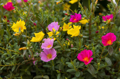 A close-up view of a group of beautiful pink, red and yellow flowers blooming on the ground, commonl.jpg