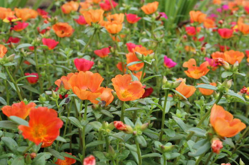 Another mix colors of Japanese rose flower in backyard garden. It is beautiful and good for the inse.jpg