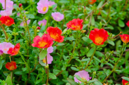 Beautiful colorful flowers in the garden..jpg