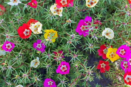 beautiful background of colorful purslane flowers, horizontal.jpg