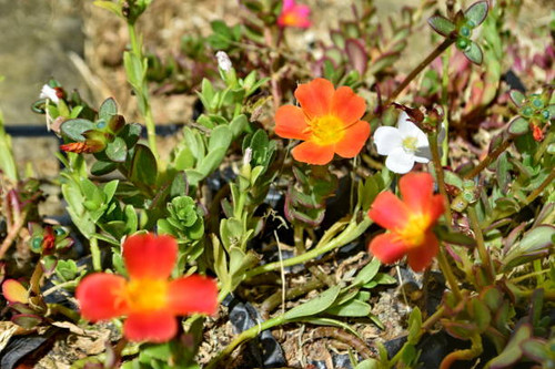 Beautiful flower on my family's farm, photo taken in Campo Alegre, Santa Catarina, Brazil..jpg