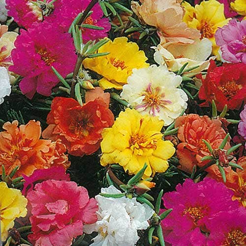 02 mr f portulaca crop jpg.jpg