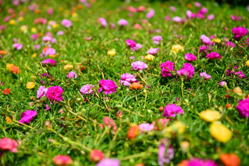Beautiful flowers Common Purslane, Verdolaga, Pigweed,.jpg
