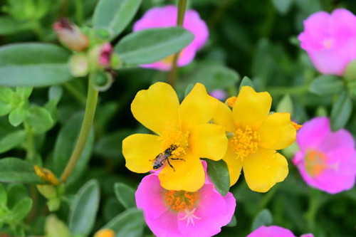 Beautiful colorful wild flowers, Portulaca oleraceae.jpg