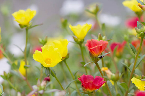 Beautiful Common Purslane outdoors in Thailand..jpg
