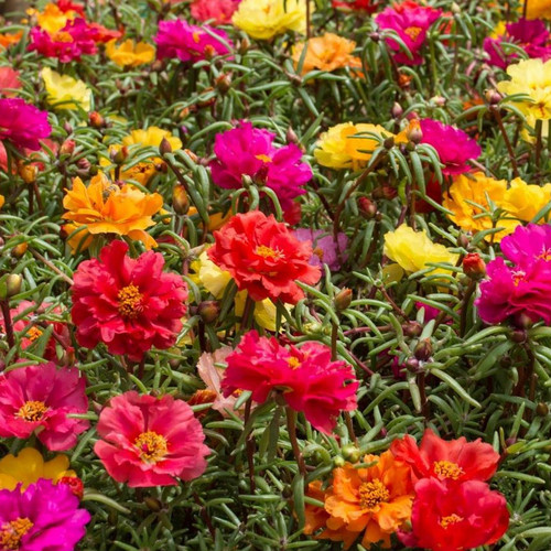 07 portulaca grandiflora doubles mix JPG.jpg