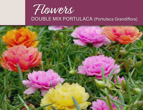 08 il fullxfull 3253538566 laod jpg.jpg