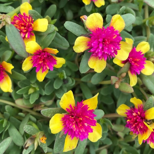 15 portulaca double guava 0ed8b903 jpg.jpg