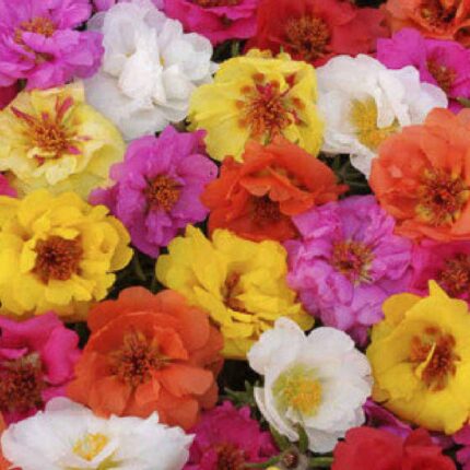 18 portulaca double mix 430x430 jpg.jpg