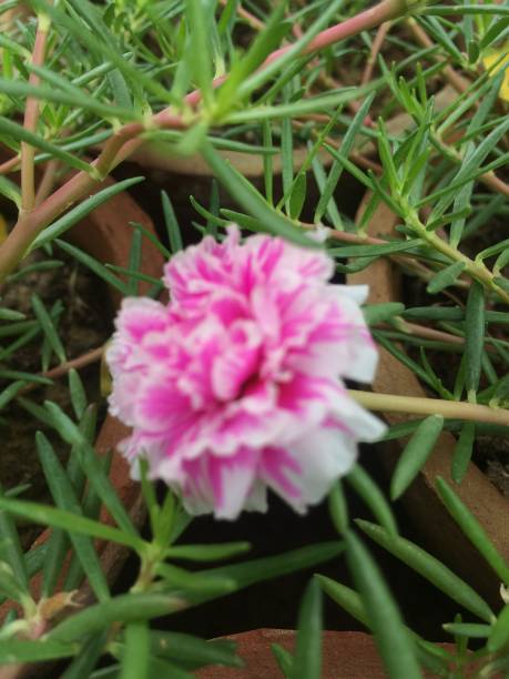 Beautiful flower between in.jpg