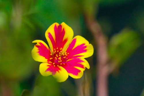 Azaleas were developed as popular houseplants. In wild habitats, it usually grows in forests and mar.jpg