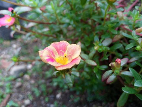 Beautiful blooming portulaca flowers in a garden..jpg