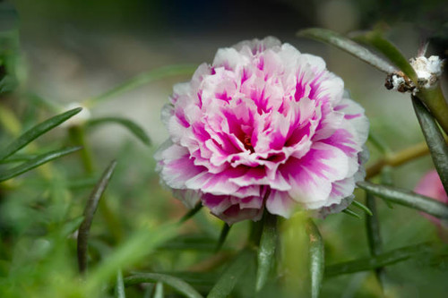 A white and cerise pink Moss-rose purslane or portulaca grandiflora rose. Close-up, macro photo with.jpg