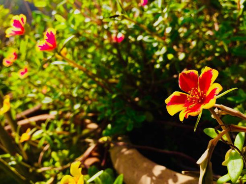 Perfectly Focused flower in a plant in Garden.jpg