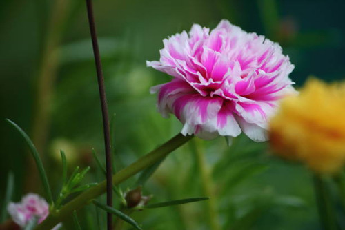 beautiful common purslane flower in fresh garden on background.jpg