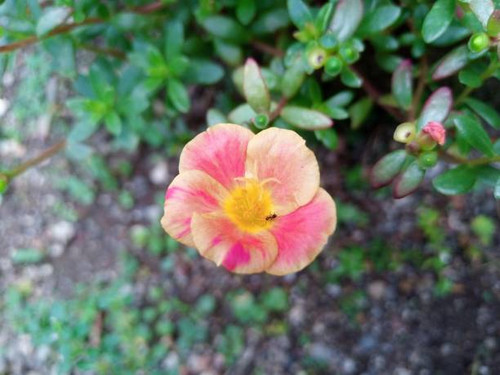 Beautiful blooming portulaca flower in a garden..jpg