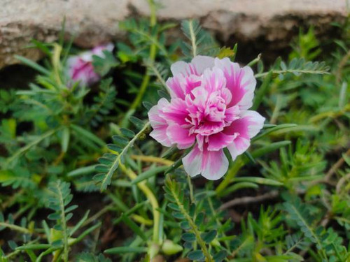Moss rose purslane flowers have beautiful color gradations..jpg