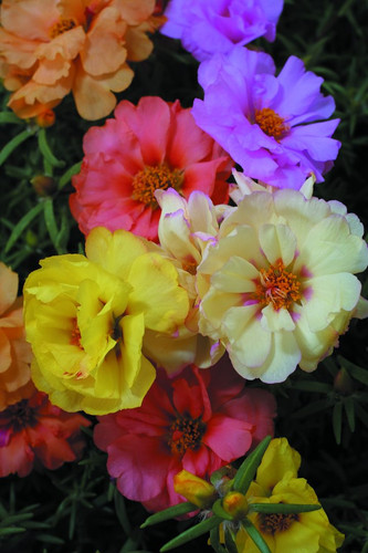 19 portulacca grfl double mixture jpg.jpg