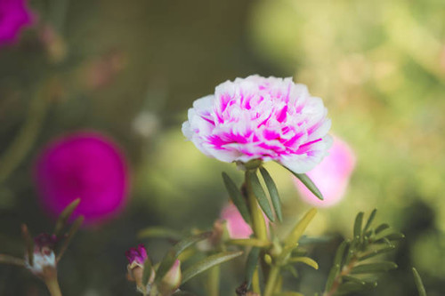 Close up and soft focus of pink Rosemoss flower.jpg