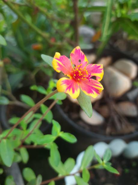 Close up flower at the garden.jpg