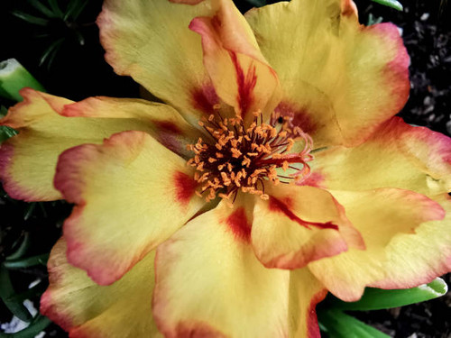 Close Up Blooming Portulaca Flower (Moss Rose, Sun Plant, Sun Rose).jpg
