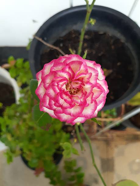 Beautiful carousel rose in pot. Carousel bicolor hot pink rose, shows an intense contrast between li.jpg