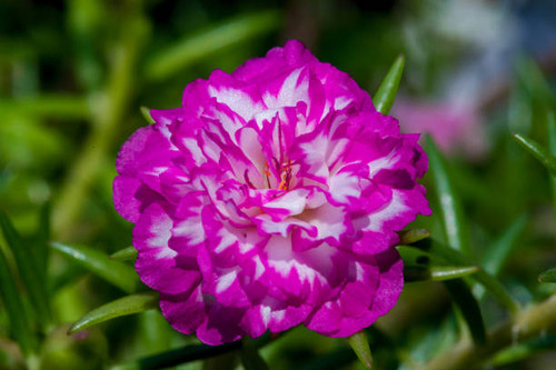 Close up, Amazing beautiful flowers on background.jpg