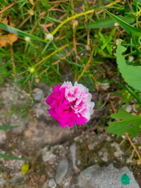 wild hybrid portulaca flower.jpg