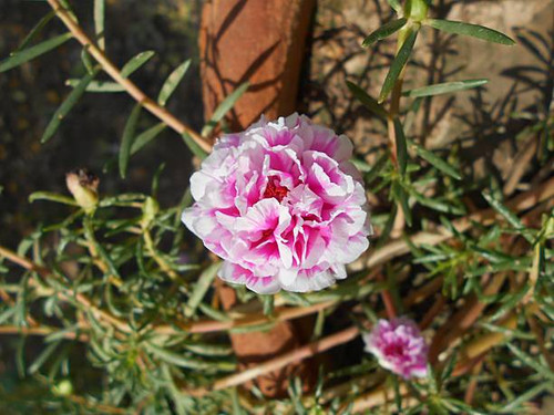 A vivid close-up of pink and white Moss Rose flowers (Portulaca grandiflora), surrounded by lush gre.jpg