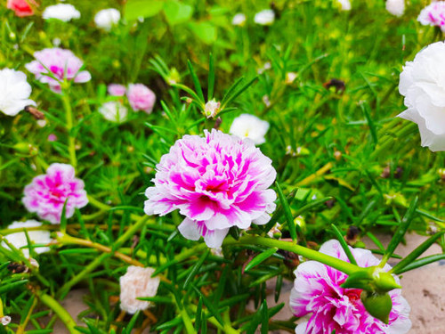 Close up of flowers at the garden.jpg