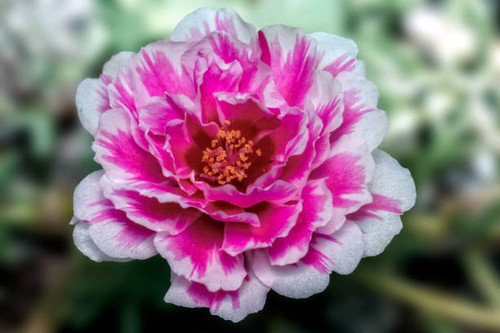 close-up of a beautiful red zinnia flower.jpg