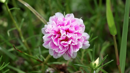 Close-up of a vibrant pink moss rose (Portulaca grandiflora) in a home garden. This beautiful flower.jpg