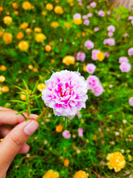 Close up of flower at the garden.jpg