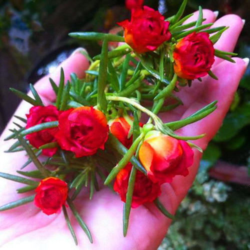 22 500 PCS Mixed Color Moss Rose Purslane Double Flower Seeds For Planting Portulaca Grandiflora Hea.jpg