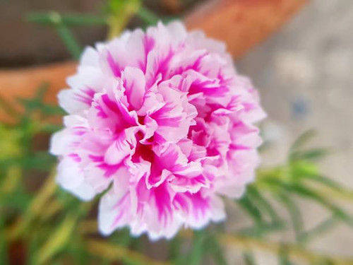picture of pink Moss-rose purslane.jpg