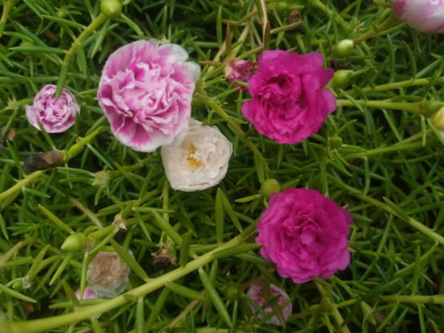 Beautiful flowers.jpg