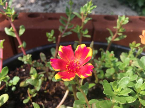 Beautifully colored Portulaca oleracea in pots..jpg