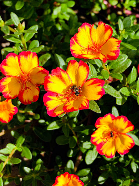 It can be grown as borders, to line foot paths or as front liners. It can also be placed in hanging .jpg