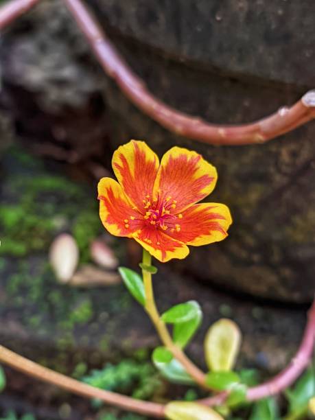 beautiful flowers bloom in a garden.jpg
