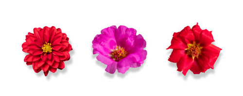 3 fresh flowers isolated on white. Greeting card objects for anniversary, wedding, mother's and wome.jpg