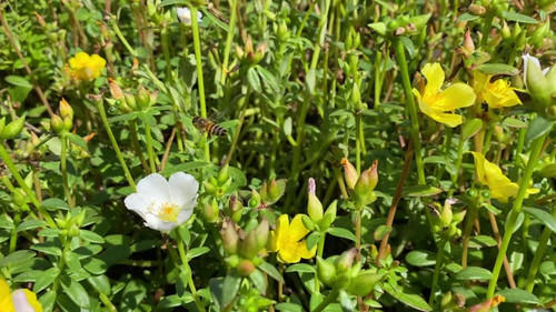 A bee flying and pollinating flowers in the garden.jpg