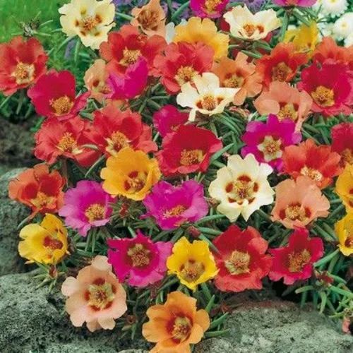 portulaca rainbow mix color flower seeds 1000x1000.jpg