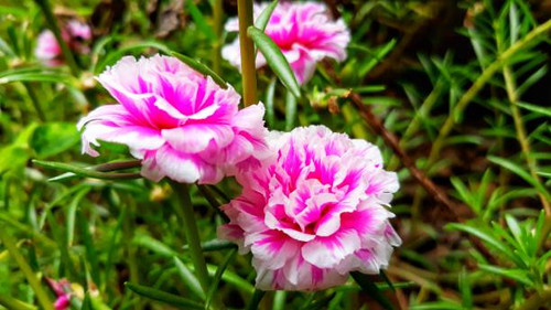 Portulaca grandiflora is a succulent flowering plant in the purslane family Portulacaceae, native to.jpg