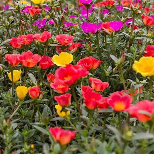 28 portulaca garden splendour double mix seed 208 jpg.jpg