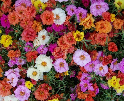 35 mixedportulacamossrose jpg.jpg