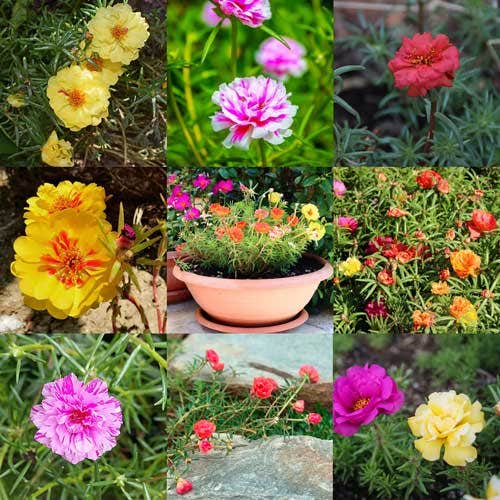 34 portulaca mix double jpg.jpg