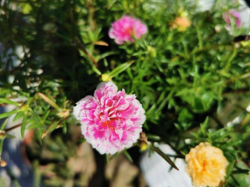 this flower called Sutra Bombay in Indonesia. it has the Latin name grandiflora portulaca, a rose pe.jpg